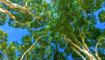 ¿Cómo Afecta el Aceite Lubricante Usado al Medio Ambiente y cómo Desecharlo Correctamente?